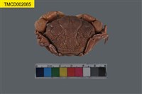 藏品(圓形鱗斑蟹)的圖片